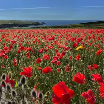 Poppy field