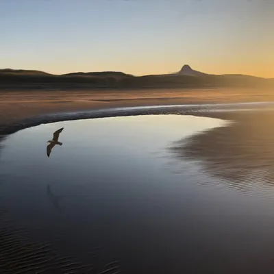 Bird Reflection