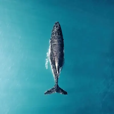 Voyager