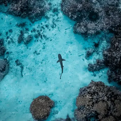 Shallows