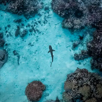 Shallows