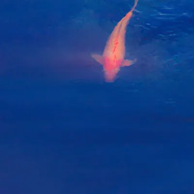 Blue World