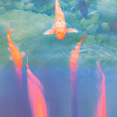Ascension