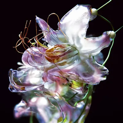 firebloom