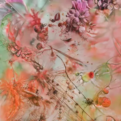 ꧁꧂⁰¹⁵echiflorum