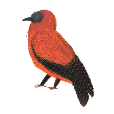 Capuchin Bird of Haley