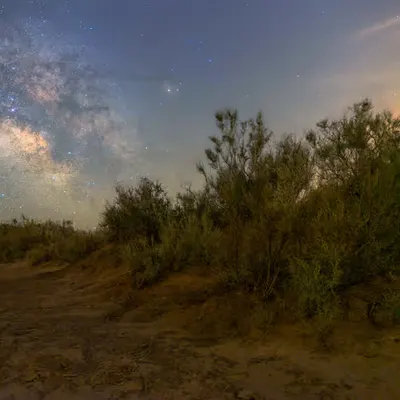 Starry Shrubs