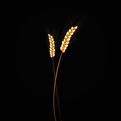 #3 - Wheat