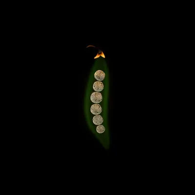 #49 - Pea