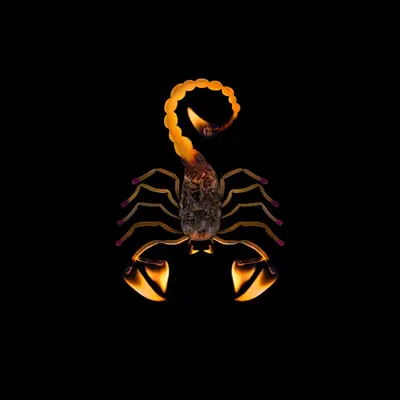 #55 - Scorpion