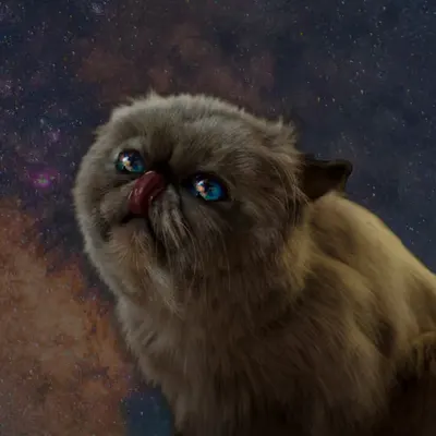 Mister Miggles Staring at Stars! #2