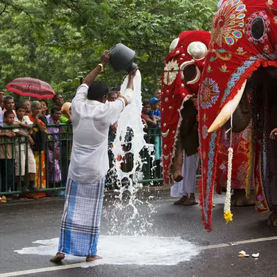 WPEP #045 Milk for a Tusker