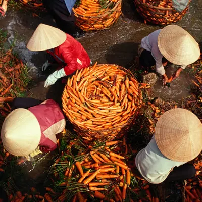 WPEP #009 Carrot Circle