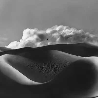 A Lone Bird