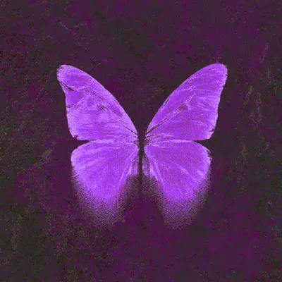 Violet Hush