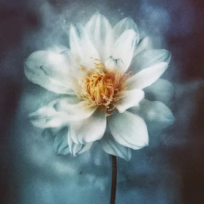 The Gentle