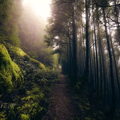 The Whispering Woods