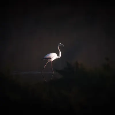 The Silent Sentinel