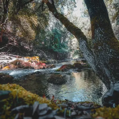 Enchanted Forest