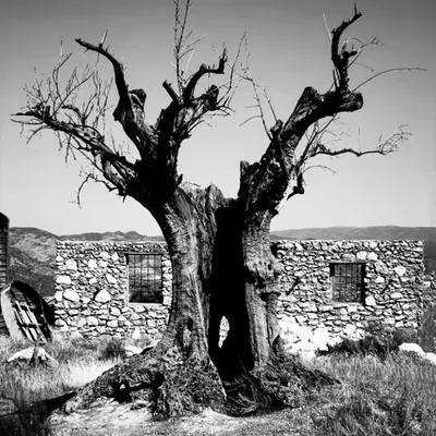 Dead Tree