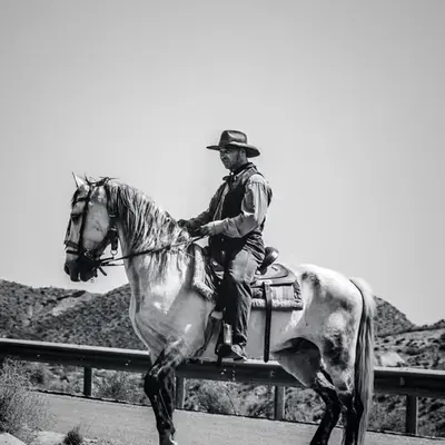 Andalusian Horse