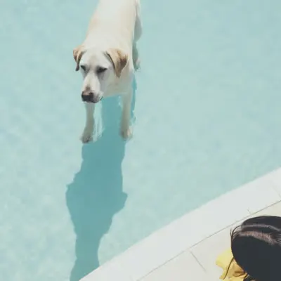 Hotel Dog #1/14