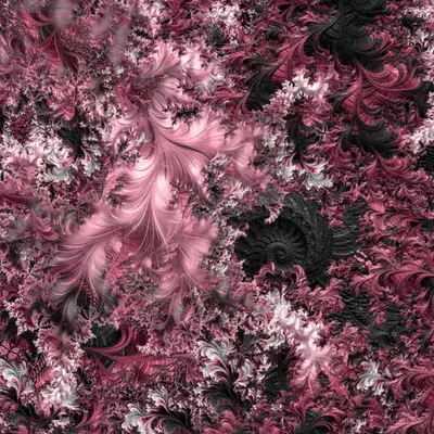 Delicatus