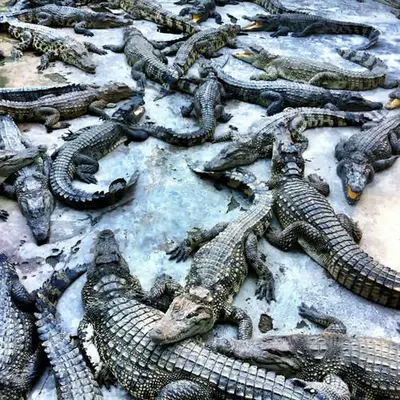 Hungry Gators
