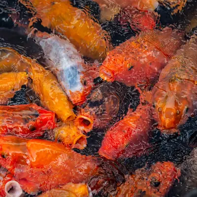 Oxygen - Fish Pond 