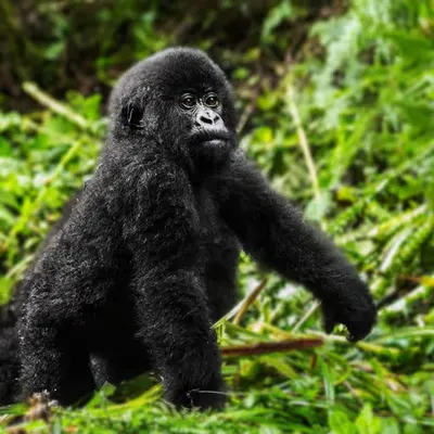 Mountain Gorilla #16