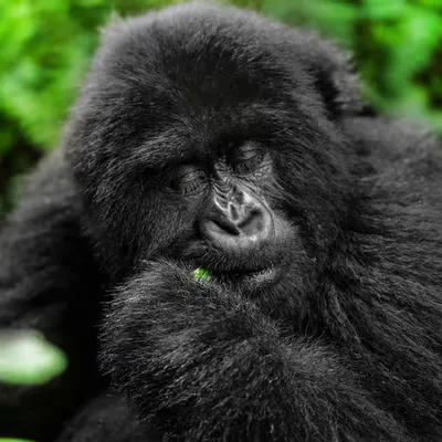Mountain Gorilla #20