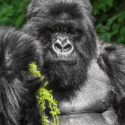 Mountain Gorilla #9