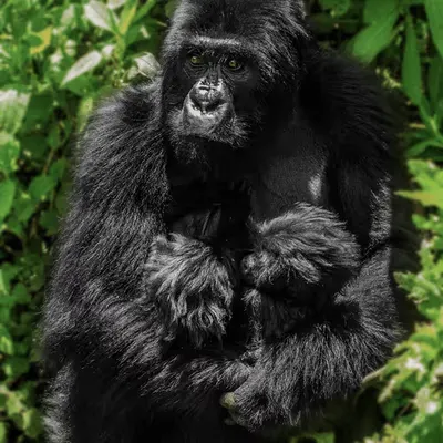 Mountain Gorilla #18