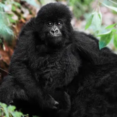 Mountain Gorilla #23