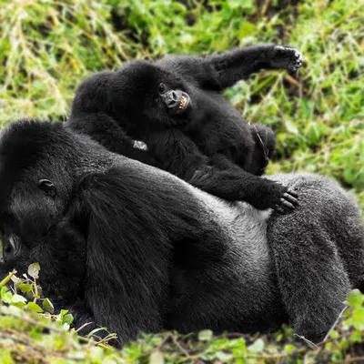 Mountain Gorilla #10