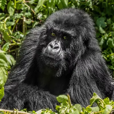 Mountain Gorilla #26