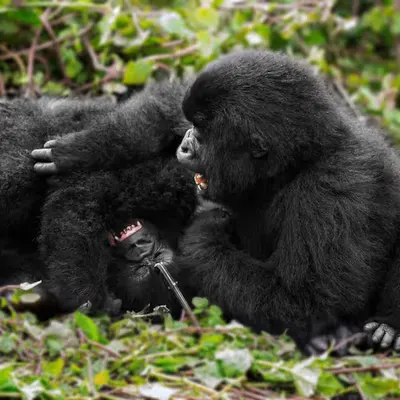 Mountain Gorilla #8