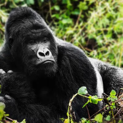Mountain Gorilla #15