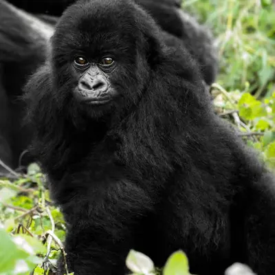 Mountain Gorilla #27