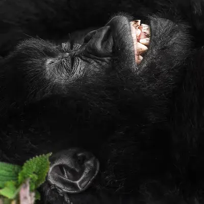 Mountain Gorilla #6