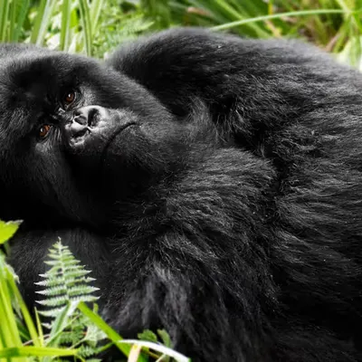 Mountain Gorilla #4