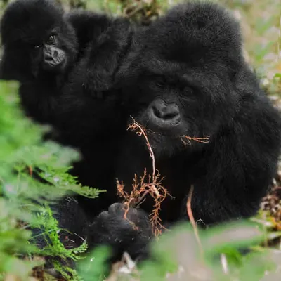 Mountain Gorilla #3