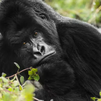 Mountain Gorilla #14