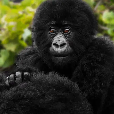 Mountain Gorilla #17