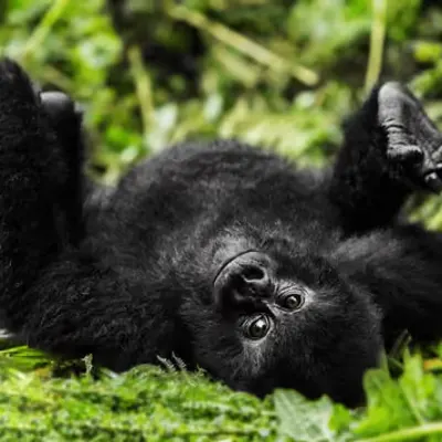 Mountain Gorilla #21