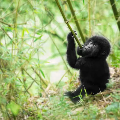 Mountain Gorilla #12