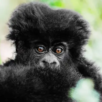 Mountain Gorilla #30