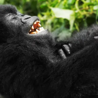 Mountain Gorilla #2