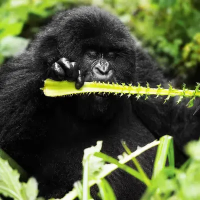 Mountain Gorilla #7