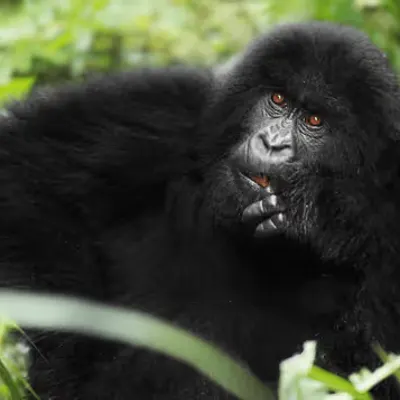 Mountain Gorilla #22